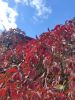 IMG_20220917_144001.thumb.jpg.ed33d86d6e2442d87faa94fe29b516f4.jpg