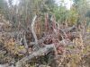 IMG_20220917_165133.thumb.jpg.b8d1fa32279c02c7a902bc1bb4ebdfe2.jpg