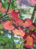 IMG_20220918_150441.thumb.jpg.8dca3e709a932c90d095022bb3280ff0.jpg