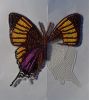 Marpesia3.JPG.3605a29efa87f650e21611b3704aeafe.thumb.jpg.ae2a72968eecae1269a8cf58dbddc4d9.jpg