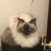 image.thumb.jpeg.ddbe282a76c0a4860616dc9726694f15.jpeg