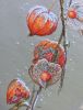 physalis_10.thumb.jpg.260fc68a4cbbd90cec65ac71c7ee15e3.jpg