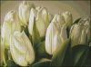 Amishop, Tulips