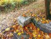 1278115425_photo_2022-10-03_08-30-10(2).thumb.jpg.f0f50f23b73ad092655b68c4dca0b8cc.jpg