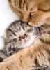 1618274180_11-p-mama-koshka-i-kotenok-zhivotnie-krasivo-fo-11.thumb.jpg.4cb7a60ba0a087a3614a1a2d57a39e9c.jpg
