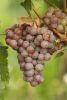 1965191986_Gewrztraminer.thumb.jpg.fbc4506cff5404bc0a70bbbae7c22cf9.jpg