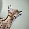 1990186636_serval-cat-4786294_1920(2).thumb.jpg.04edabe7642da2a5273682d2d537b76a.jpg