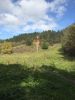 1A182760-1400-4196-BC80-3B36FAF5E72C.thumb.jpeg.04657748b8f9ad43eb2a97407d3d39a0.jpeg