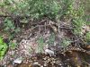 20220923_164542.thumb.jpg.eb2c8e0050fe784e7dbdeec27b8efbc5.jpg