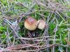 20221008_152943.thumb.jpg.e0eb194cb714a91897bca226d087b09f.jpg