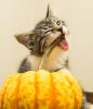 584630015_cat-4611173_1920(2).thumb.jpg.6c6a3d84e61e3f09b3c84ba32109c1ee.jpg