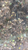 CDA576C4-4189-4560-9C09-834C931737C2.thumb.png.4538cd6b202dbcf1d80f8cbc4c6de7dc.png