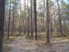 DSC08447.thumb.JPG.0e72b8a89be7a1abca98f8d10ee7c47f.JPG