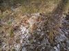 DSC08448.thumb.JPG.0ab612135c9c6f50453bbc20871c1dac.JPG