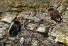 DSC_2937.thumb.JPG.e4d81a9322e4ff67d511a48ed9caaae4.JPG