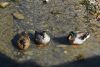 DSC_2994.thumb.JPG.477cdeac77890369bc6b3647eb3d6bb3.JPG