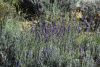 DSC_3040.thumb.JPG.483c8172026b249236d2b5a71062b636.JPG