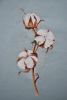 DSC_3311.thumb.JPG.b0d545976969ed328ee7bcdf0ea49566.JPG