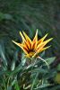 DSC_3367.thumb.JPG.ada2ea1adfa8c02fe917d96797f9059b.JPG