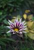 DSC_3368.thumb.JPG.e344040a915f94ee71c6c907e723009e.JPG