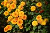 DSC_3371.thumb.JPG.655e43663c9eefb79ea2fd7cc9970578.JPG