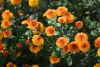 DSC_3372.thumb.JPG.90f74c2525d97bbb0039c9b5508abe6e.JPG