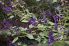 DSC_3374.thumb.JPG.44b65b85abcd94347a070231554dce8e.JPG