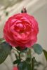DSC_3376.thumb.JPG.835d47df11260ccb5f54d9ead6050983.JPG