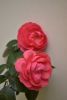 DSC_3377.thumb.JPG.26d9562a105e5b427463cbb4c320a831.JPG