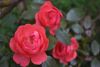 DSC_3378.thumb.JPG.ff6ccbbbc16692b9504b203925a43726.JPG