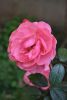 DSC_3379.thumb.JPG.5daffb02adfae813559e049932d8ec50.JPG