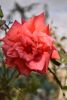 DSC_3380.thumb.JPG.0742f69cb1599eb7b240ef419f37be27.JPG