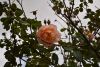 DSC_3381.thumb.JPG.088aa60695f47a842067a8ff9d16c883.JPG