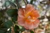 DSC_3382.thumb.JPG.f778876e2f3b119f1965d6b0a81ea33d.JPG?1667062049830