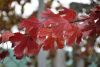 DSC_3385.thumb.JPG.cf96bc4e5bbabf55bf90a6fe0eccfd66.JPG