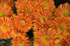 DSC_4164.thumb.JPG.469bf79e6074728dfe0bbdf0e753d984.JPG