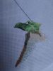 IMG-20220825-WA0008.thumb.jpg.75615d6fa28171443202ce4d5ddf3e33.jpg