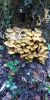 IMG-20221012-WA0006.thumb.jpg.25469a42d4725756693e275a3b9b10c7.jpg