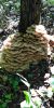 IMG-20221012-WA0009.thumb.jpg.dd84b317bd3a916a7922d03fee93fb91.jpg