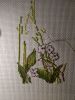 IMG_20210620_021450.thumb.jpg.6a27599b4402f78b8a037ebdabc9b70e.jpg