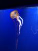 IMG_20220909_142718.thumb.jpg.e97aae7f8f19ce133dd7265c55e7eaec.jpg