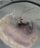 IMG_20221007_230715.thumb.jpg.2a6e0f4b1673b4375d45773818e30ae6.jpg