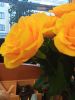 IMG_20221031_134939.thumb.jpg.76478acf5b58c199033d324bbe1bc338.jpg