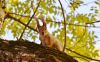 1011771312_DSC_3483(2).thumb.jpg.489925d7a47b49ab1cf88000c7de7a3d.jpg