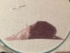 1554712276_890.thumb.jpeg.7249267bd9db3fd22f3361f38519e7a7.jpeg