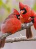 1625874204_19-funart-pro-p-krasnii-kardinal-ptitsa-zhivotnie-krasivo-20.thumb.jpg.7aeee02b92eb51d44bb1c1a97bf66ade.jpg