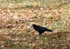 306522416_DSC_3466(2).thumb.jpg.87ae8858a6456980925e0f775a351dd3.jpg