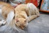 725736566_DSC_3569(2).thumb.jpg.8a8c5dc9ccb2278d8e4fab3c49e7cf36.jpg