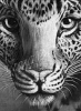 765893449_.png.030d9ecc8e1186f49f429accbe7608ed.thumb.png.7ca6fb06df092b9391c504bf53372f5d.png