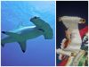 Collage_20221120_142150.jpg